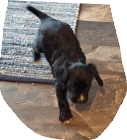 pup1