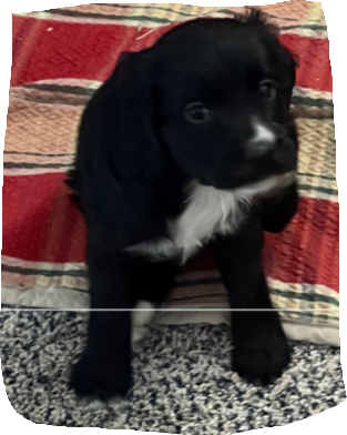 pup