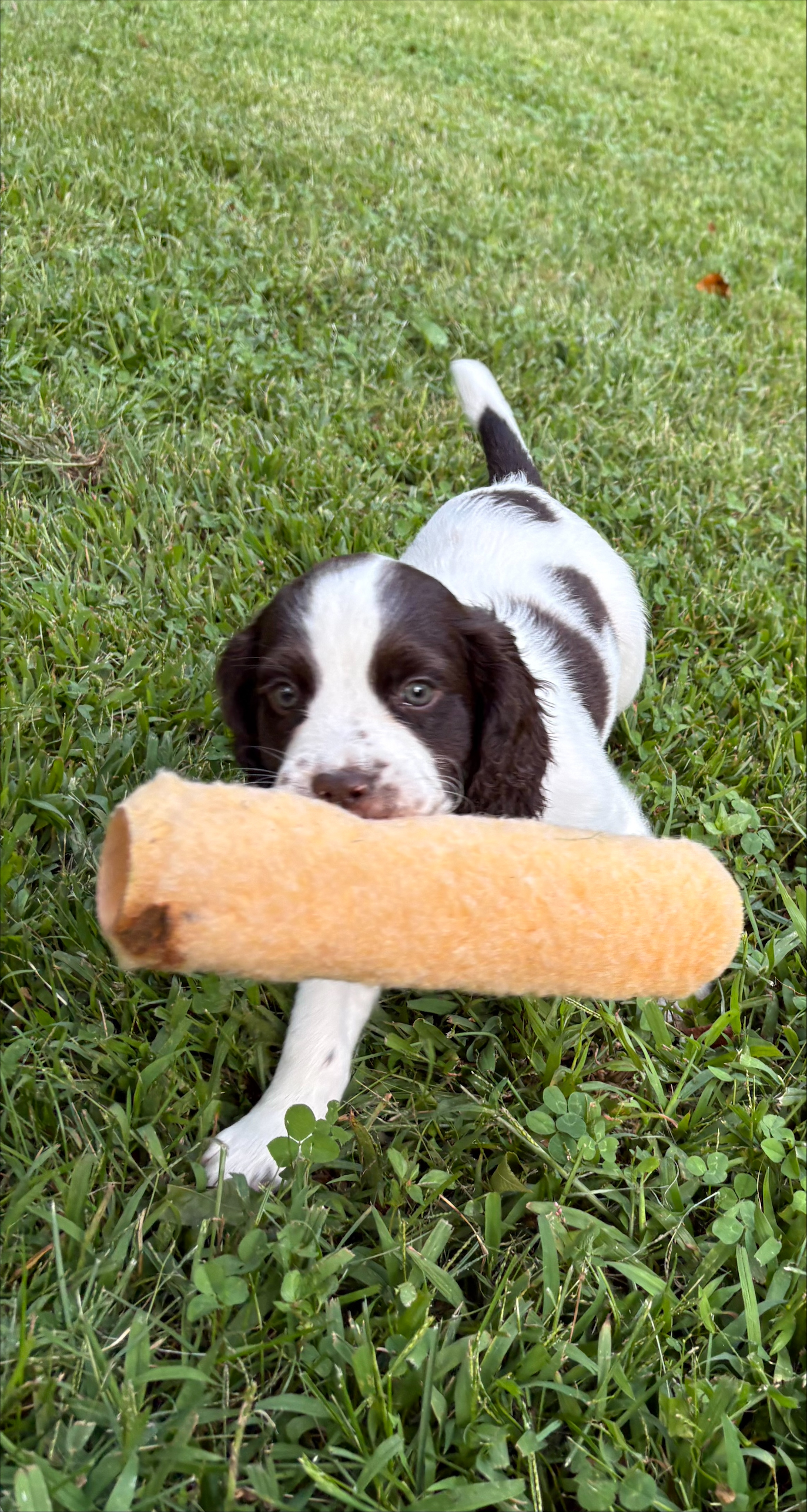 Pups3