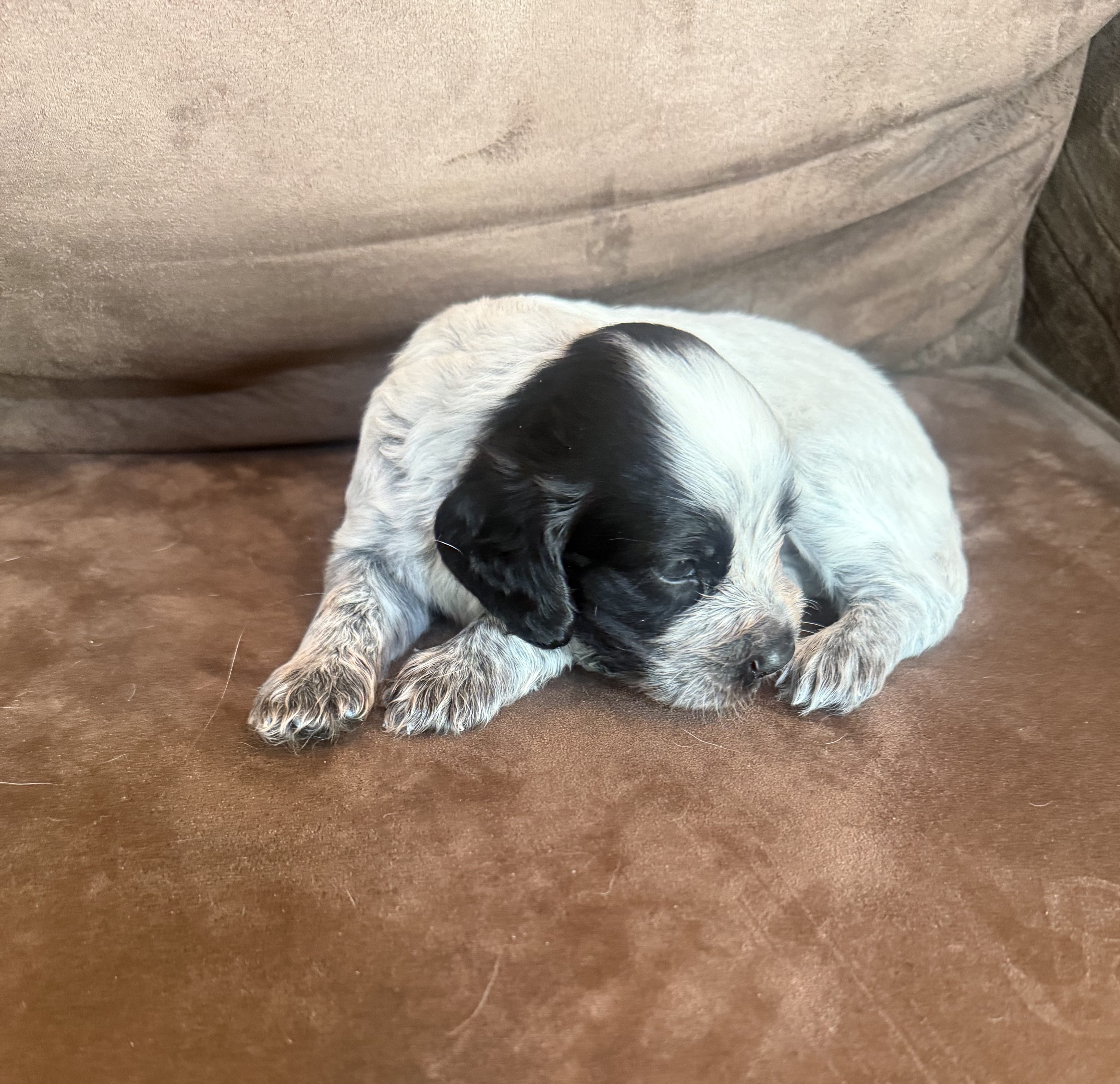 pup1