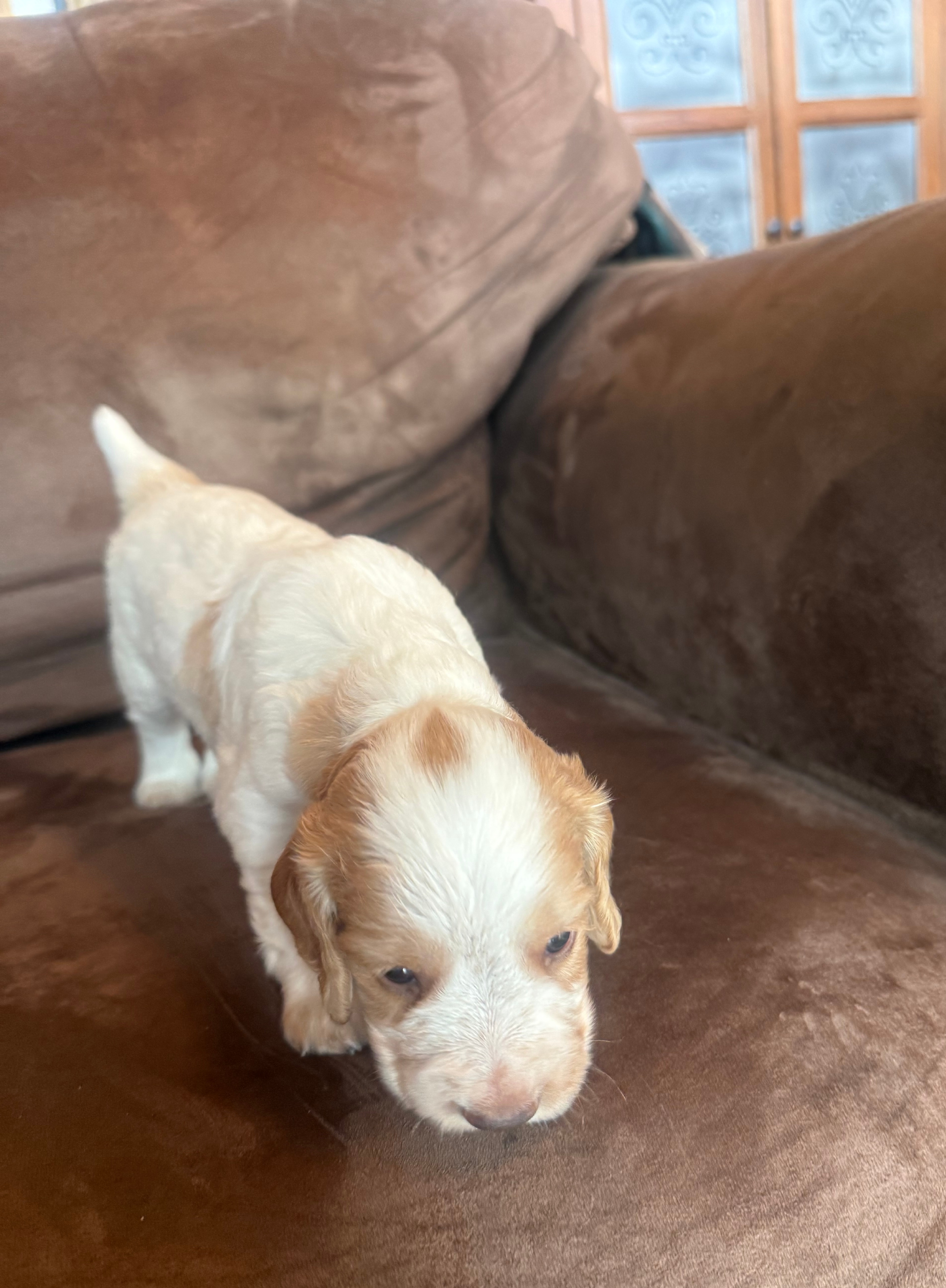 pup3