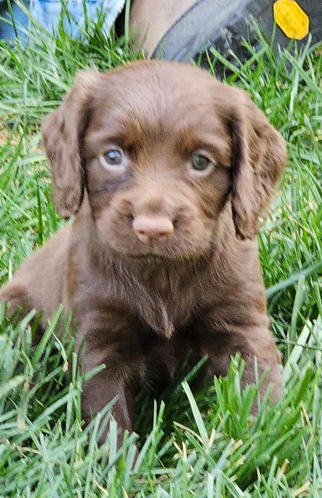 puppy